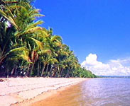 Palm lined beachfront - Photo and text courtesy of Tourism QLD