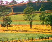 Paddocks - Photo and text courtesy of Tourism QLD