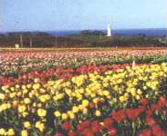 Tulips - Photo and text courtesy of Tour of Tasmania